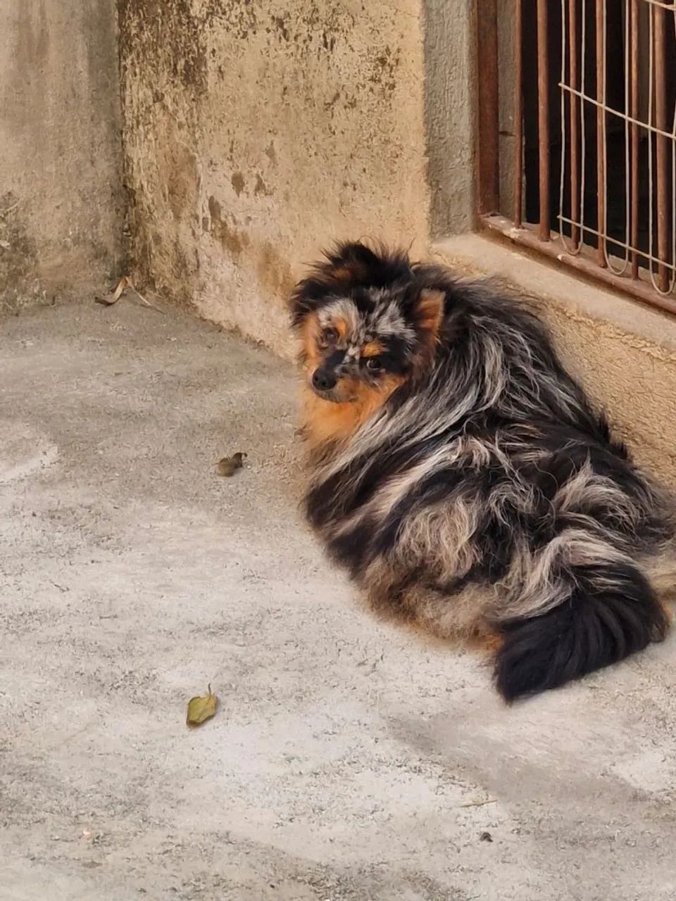 Spitz Alemão Merle - Foto 4