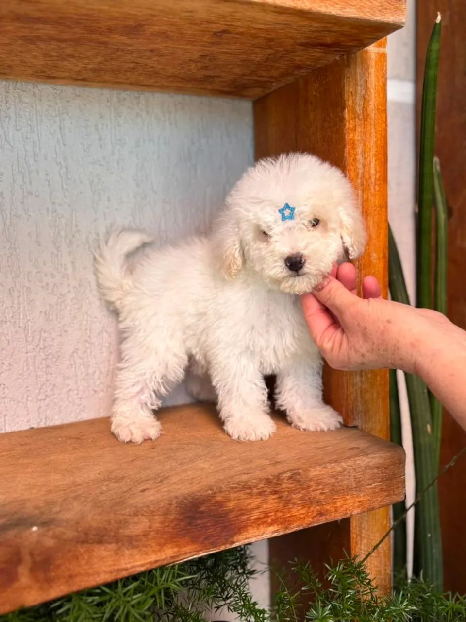 Poodle micro toy macho  - Foto 4