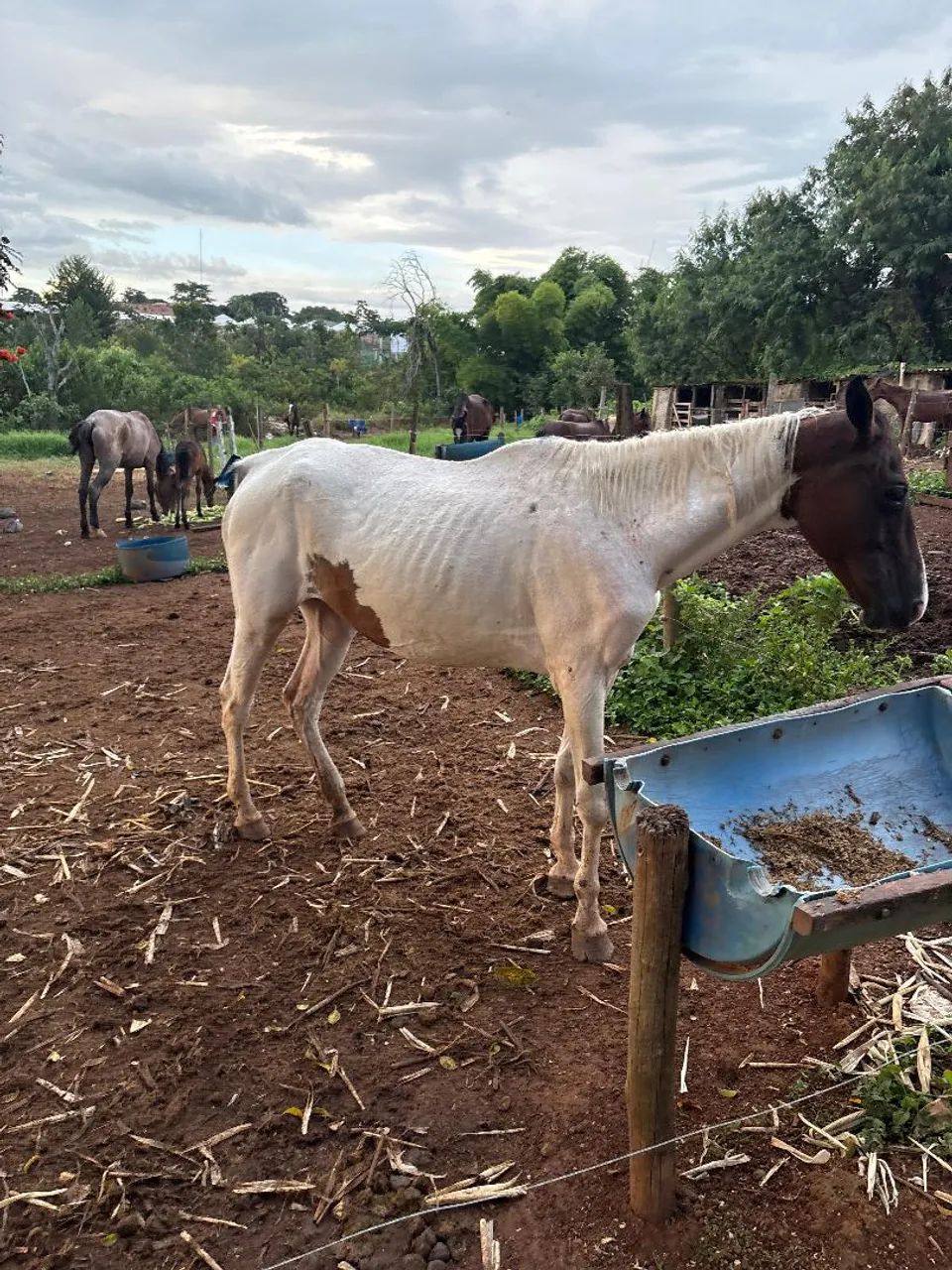 Égua Paint horse pura pra criar  - Foto 4