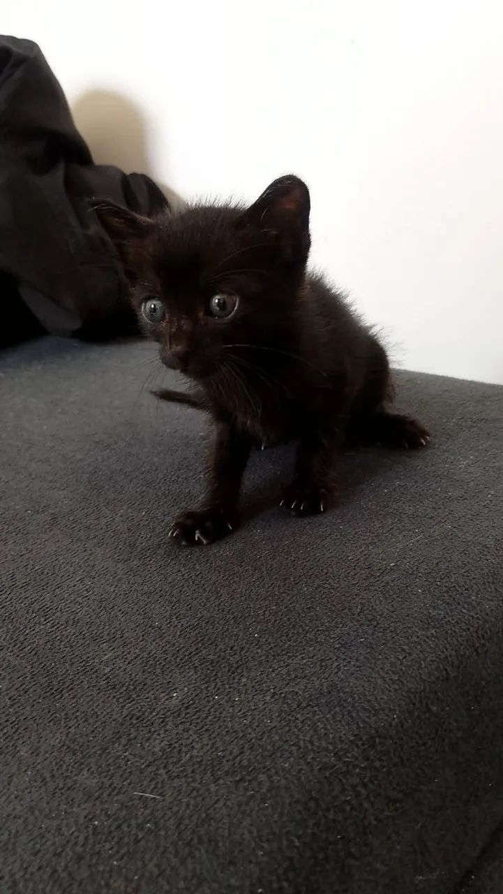 Gatinhos para adoção 2 machos e 2 fêmeas - Foto 2