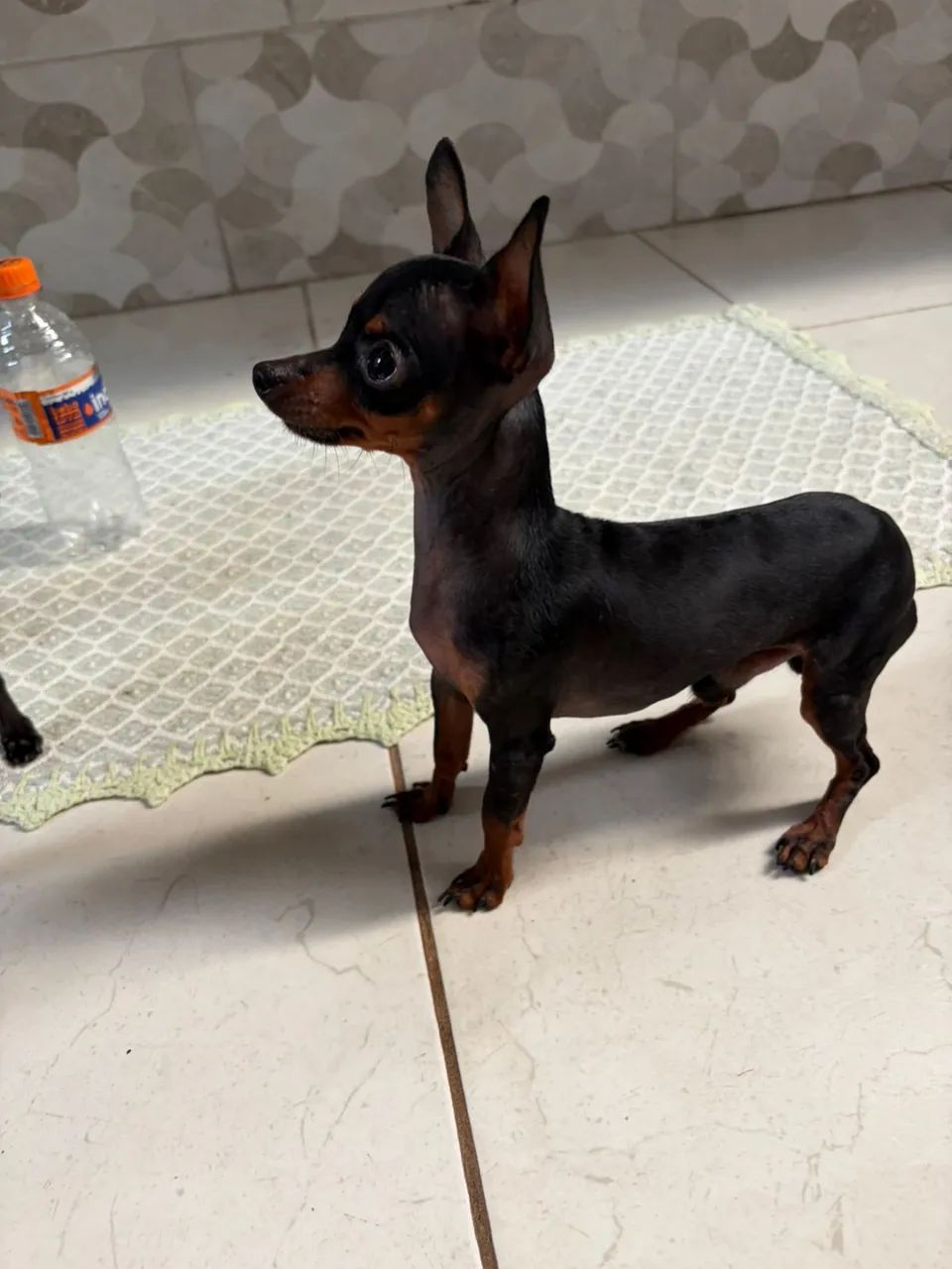 Cachorro  - Foto 3