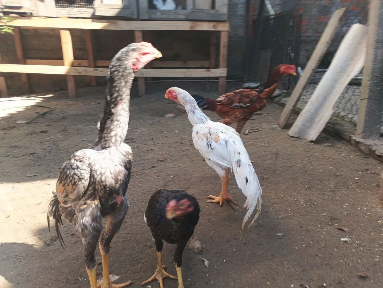 Frango mura - Foto 3