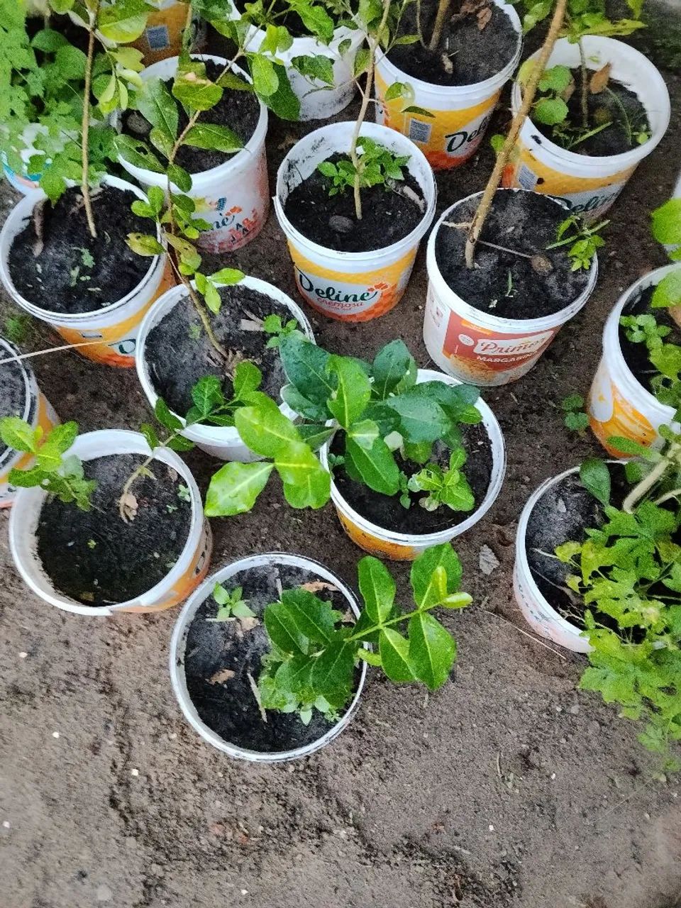 Mudas de frutas 