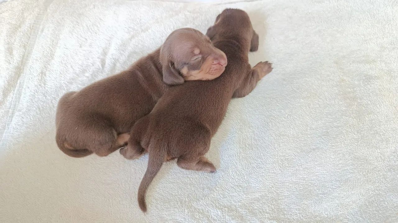 Dachshund pelo curto !!! - Foto 3