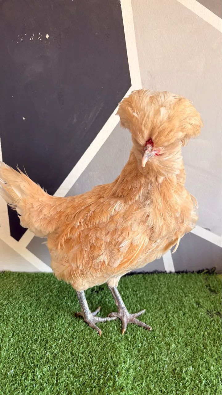 Galinha polonesa - Foto 3