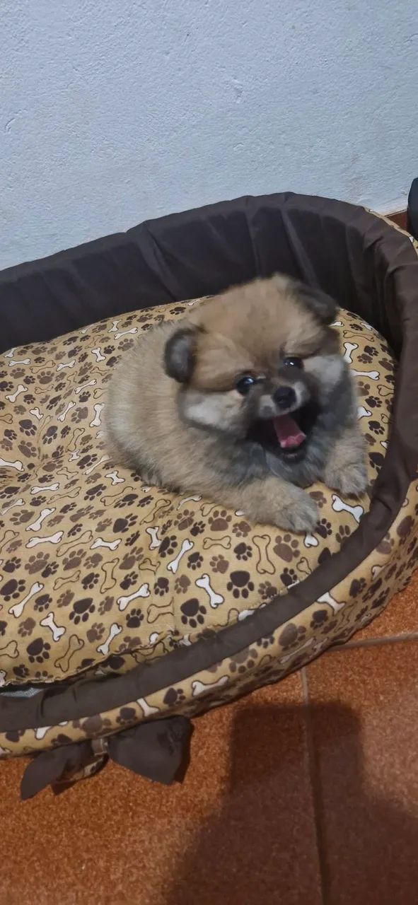 Spitz alemão  - Foto 2