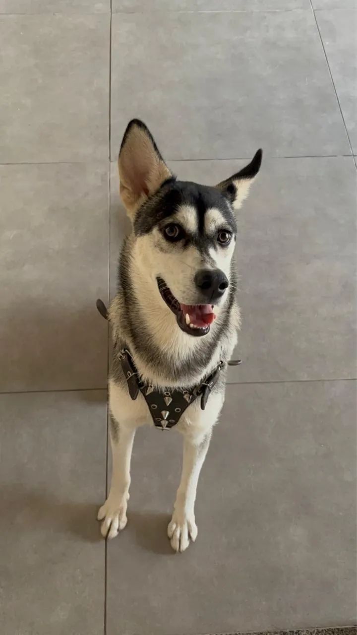 Doação responsável husky 