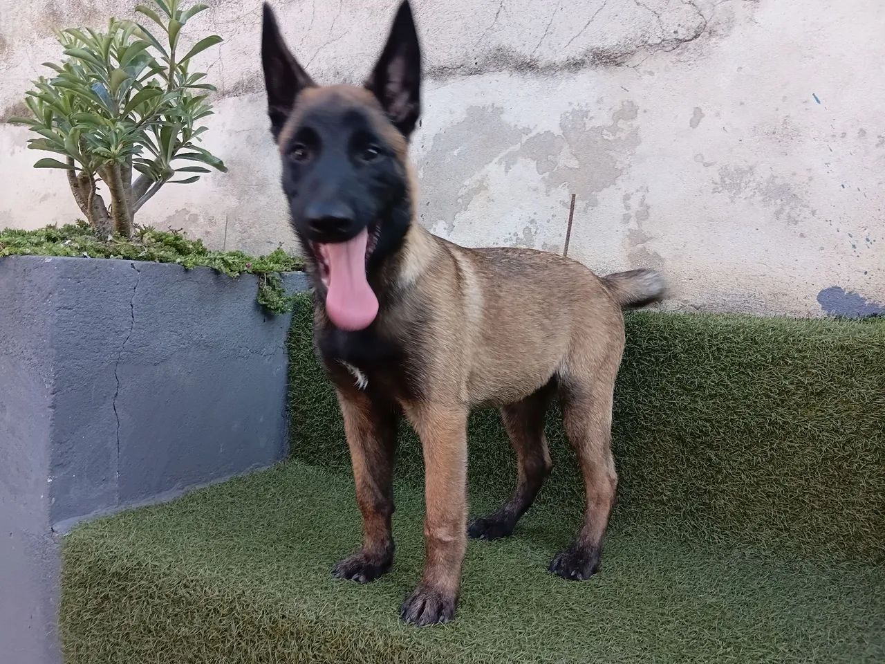 Pastor belga Macho  - Foto 4