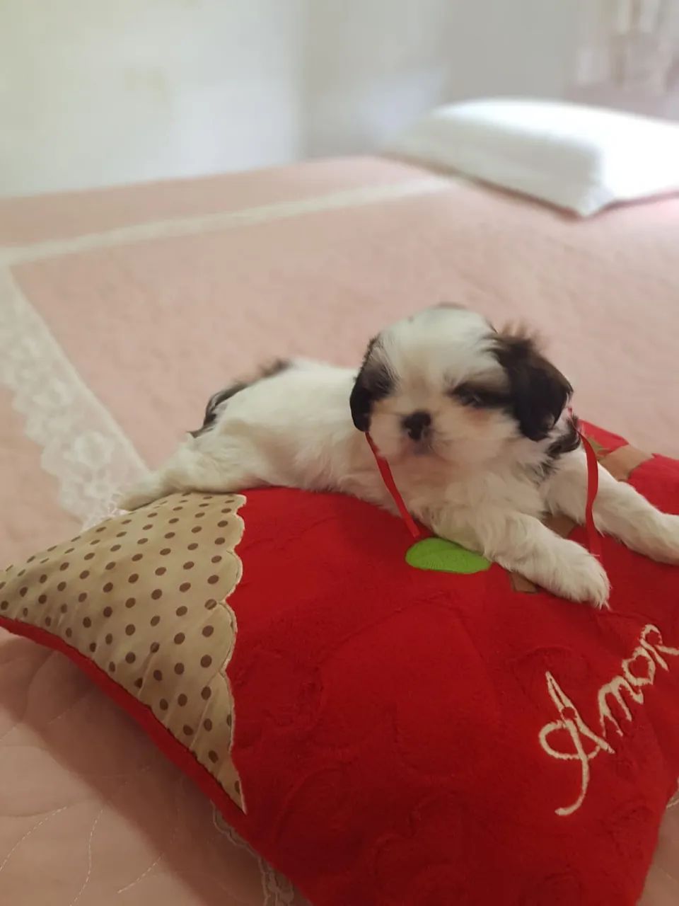 Filhote de Shihtzu - Foto 4
