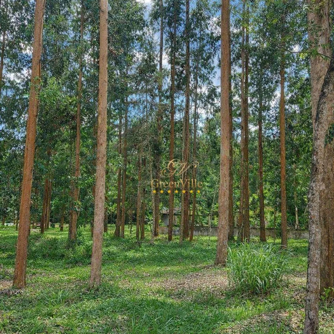 Balsa Nova - Fazenda Florestal - Foto 3
