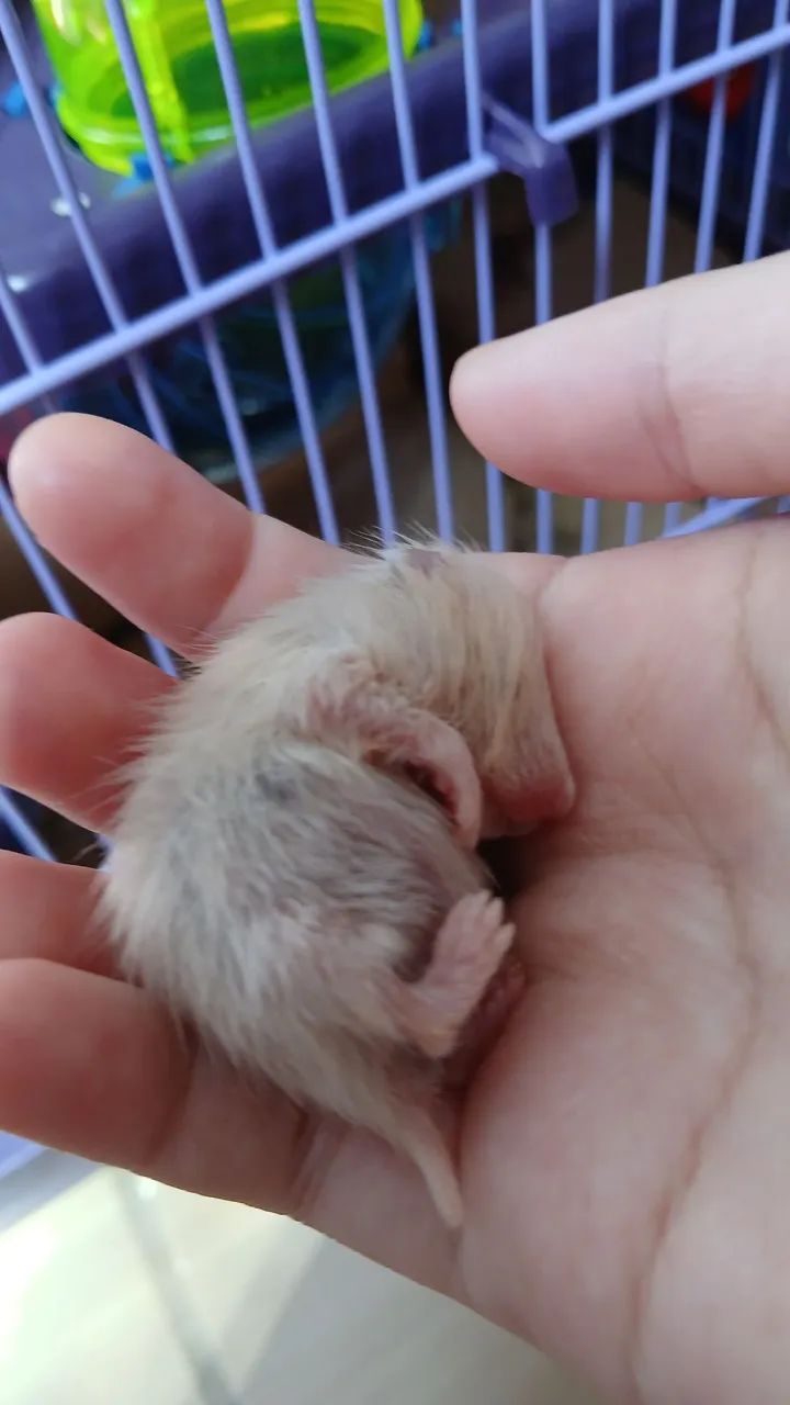 Doação de Hamsters Sírios - Foto 3