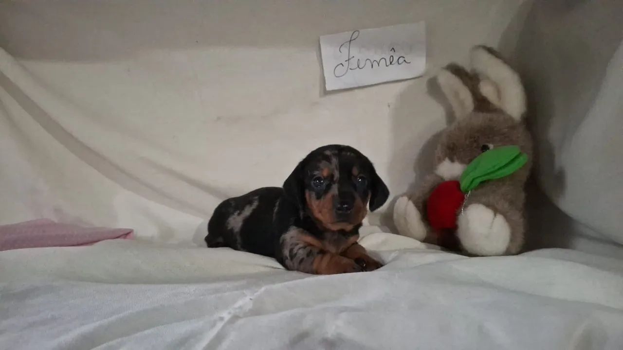 Bebês de Teckel arlequim  - Foto 5