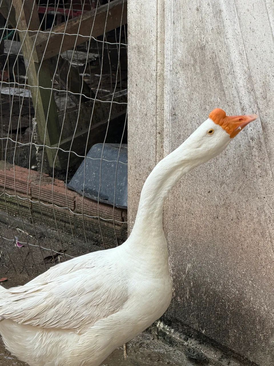 Ganso - venda 