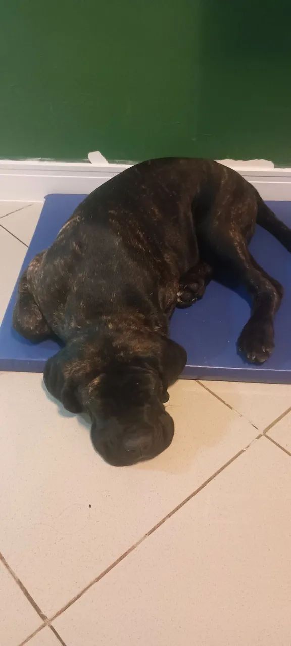 CANE CORSO Filhote Macho - Foto 5