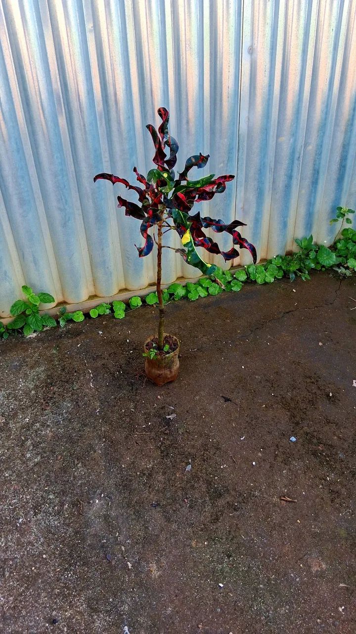 Croton parafuso  - Foto 4