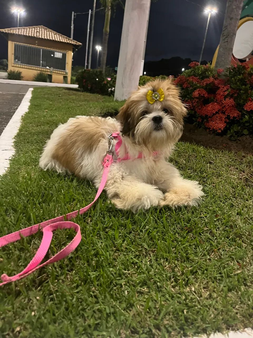 Vendo cachorrinha fêmea  - Foto 5