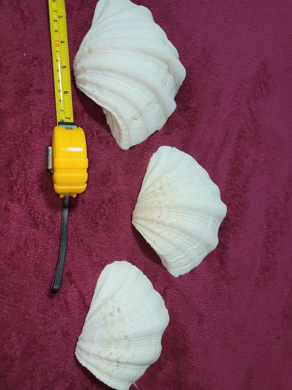 3 conchas sendo a maior com 19 cm  - Foto 2