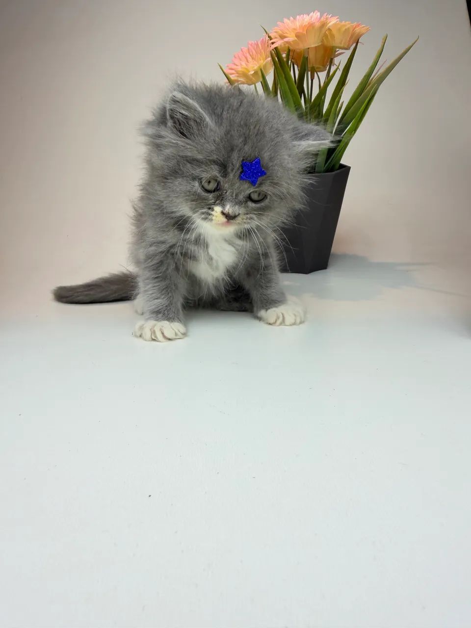 Gato persa - Foto 2