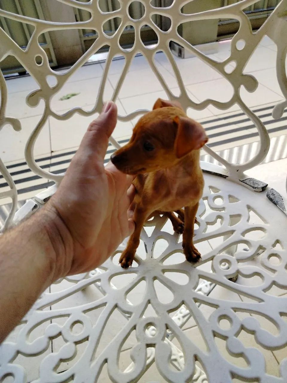 Pinscher macho  - Foto 2