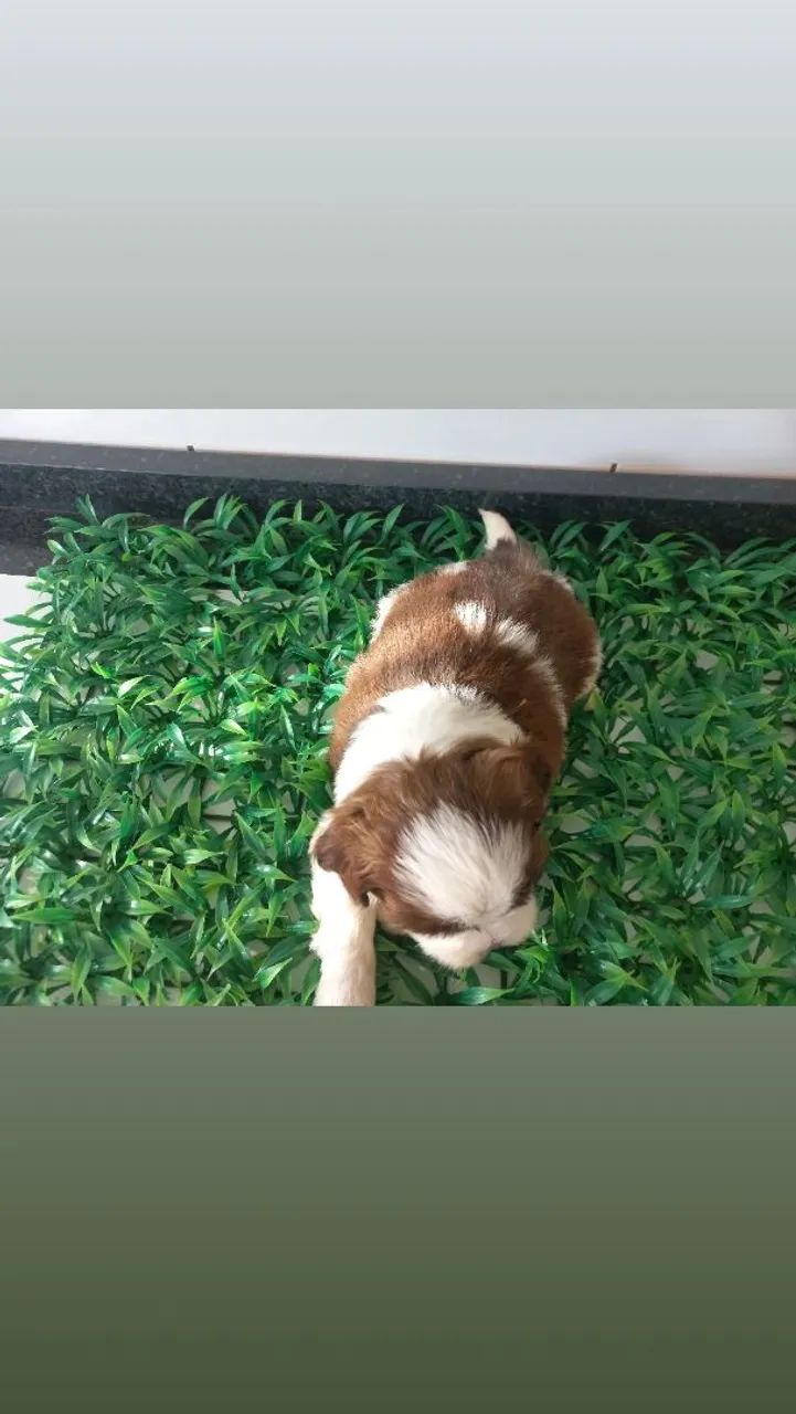  Shihtzu olhos claros   - Foto 4