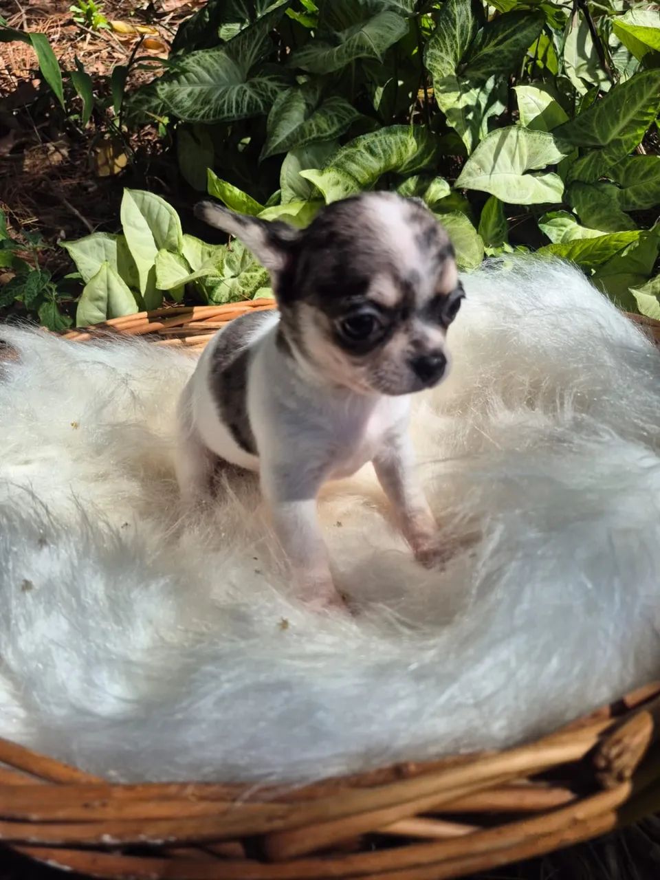 Chihuahua disponível  - Foto 3