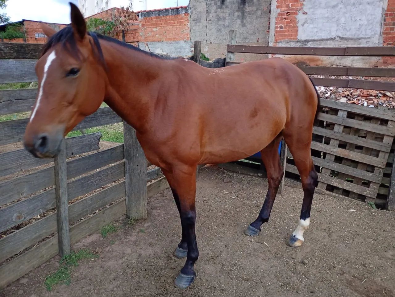 Égua árabe com manga larga  - Foto 2