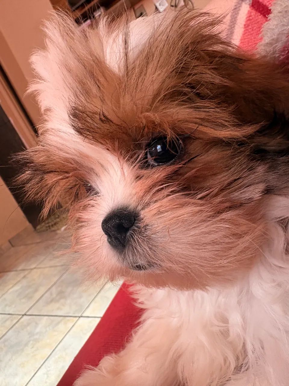 Cachorrinho  - Foto 3