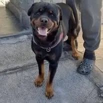 cachorro