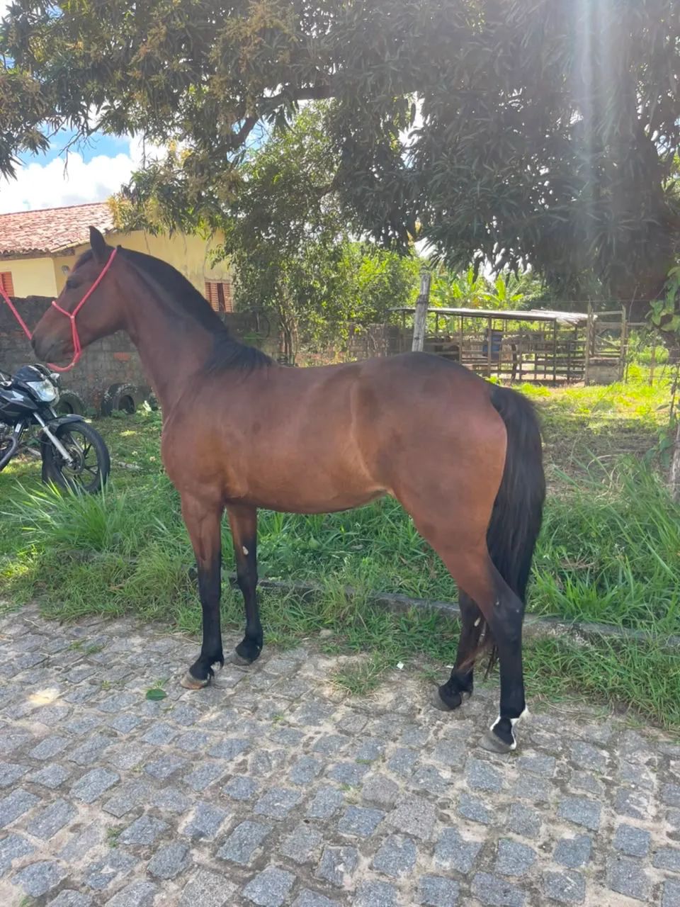 Porda mestiça de MM - Foto 3