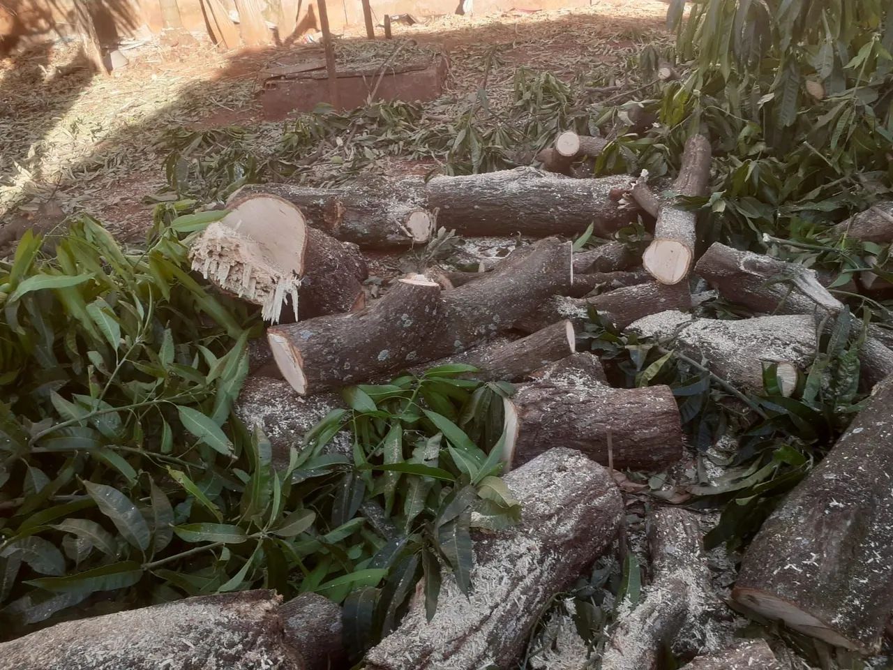 Corte é poda de árvores 