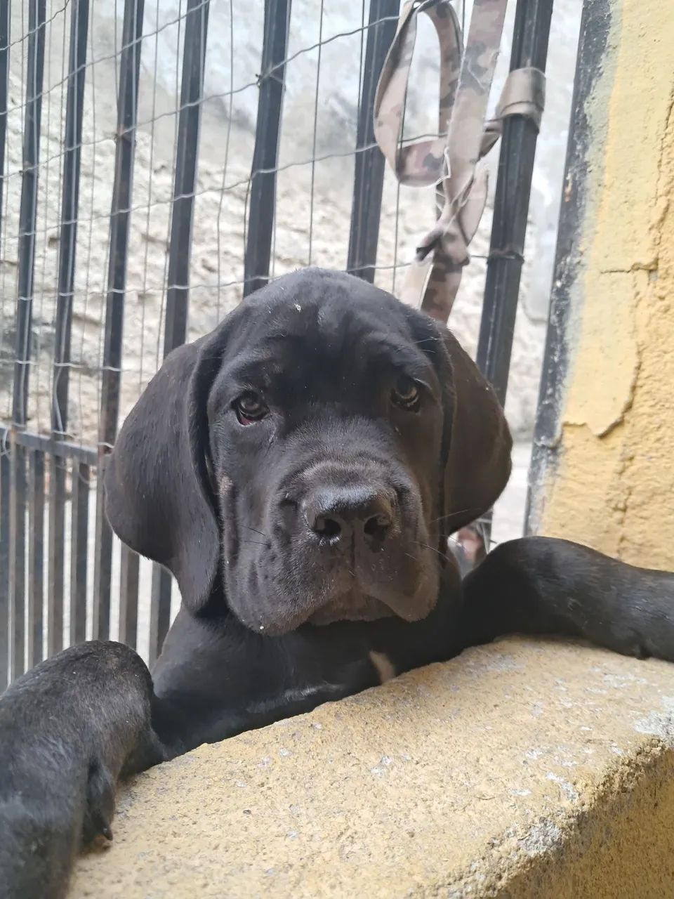 Cane corso filhotes - Foto 5