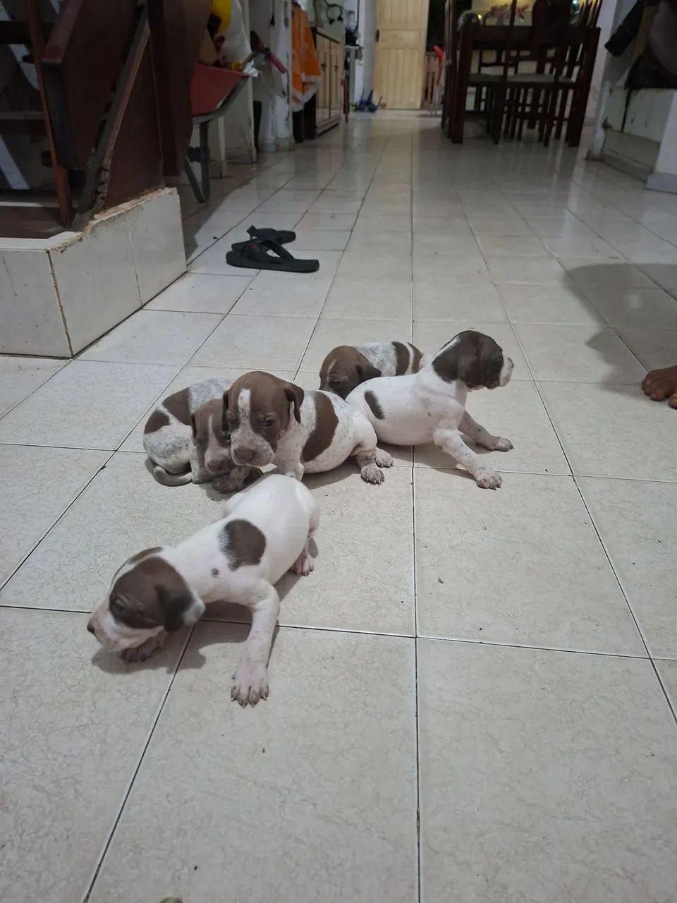 Filhote de cachorro  perdigueiro  - Foto 2