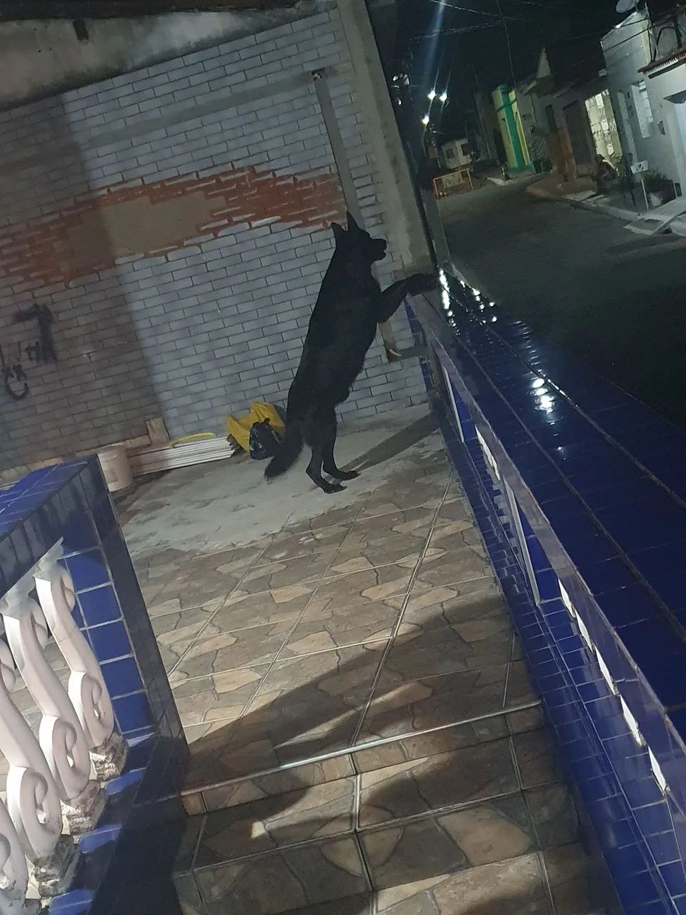 Disponível para cruza!  - Foto 2