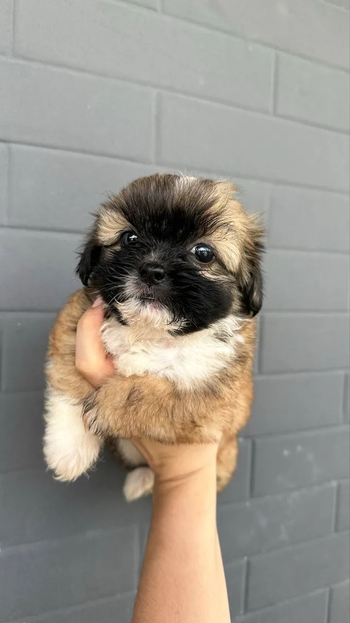Cachorro  - Foto 2