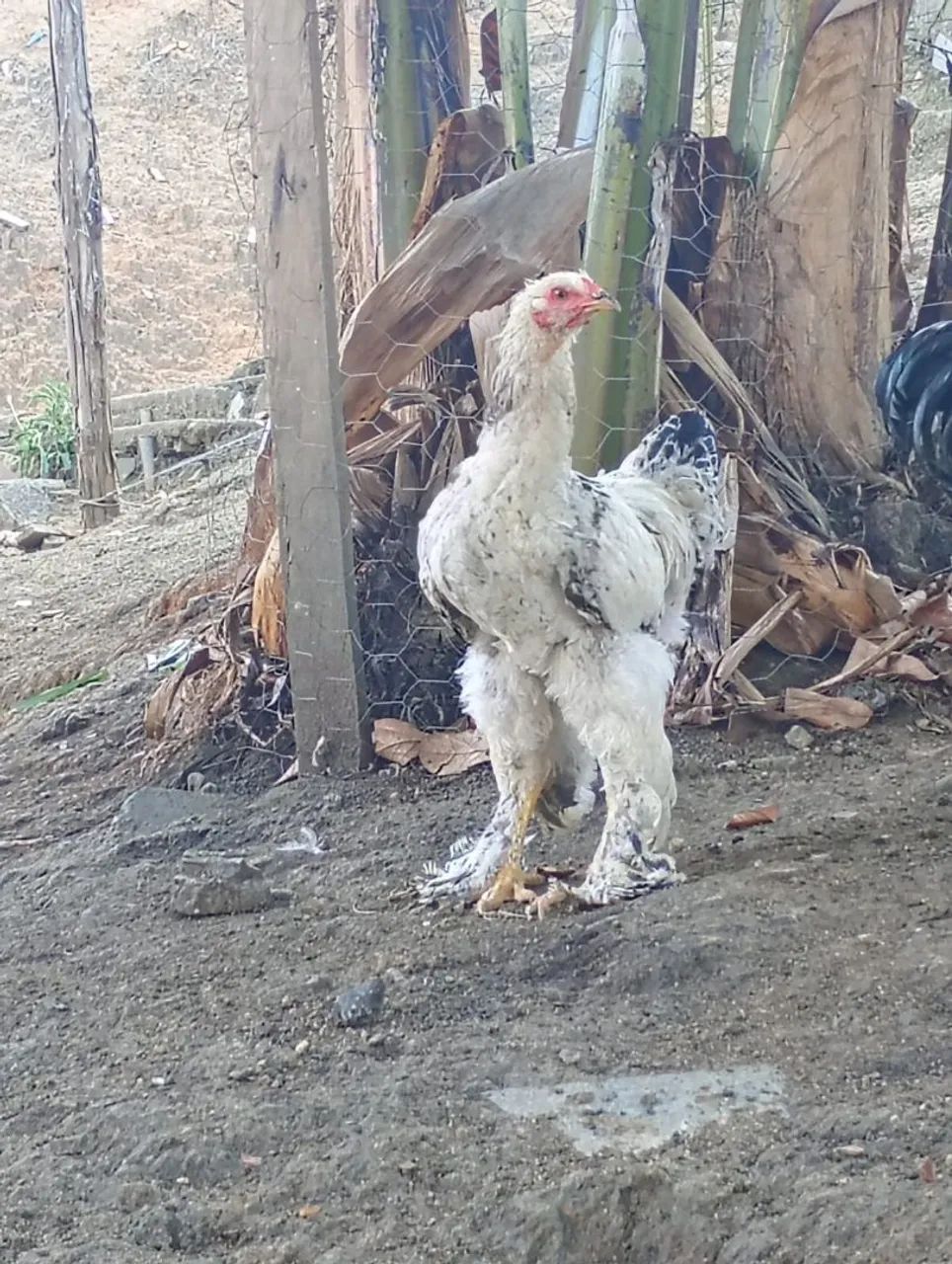 Frango Brahma light 