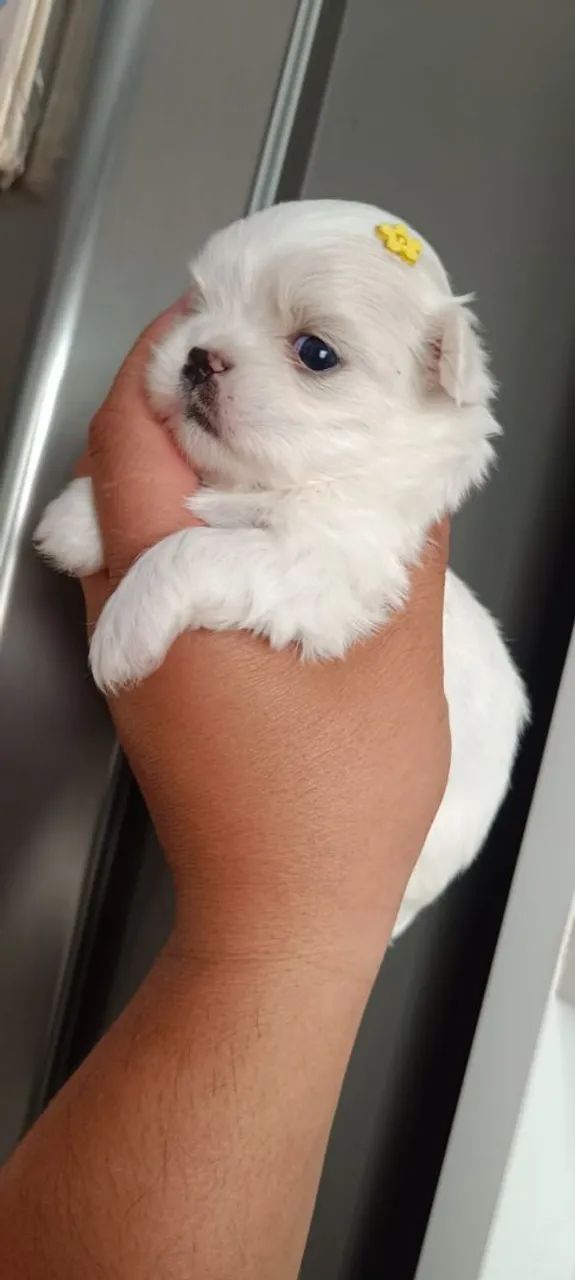 Shihtzu  - Foto 3