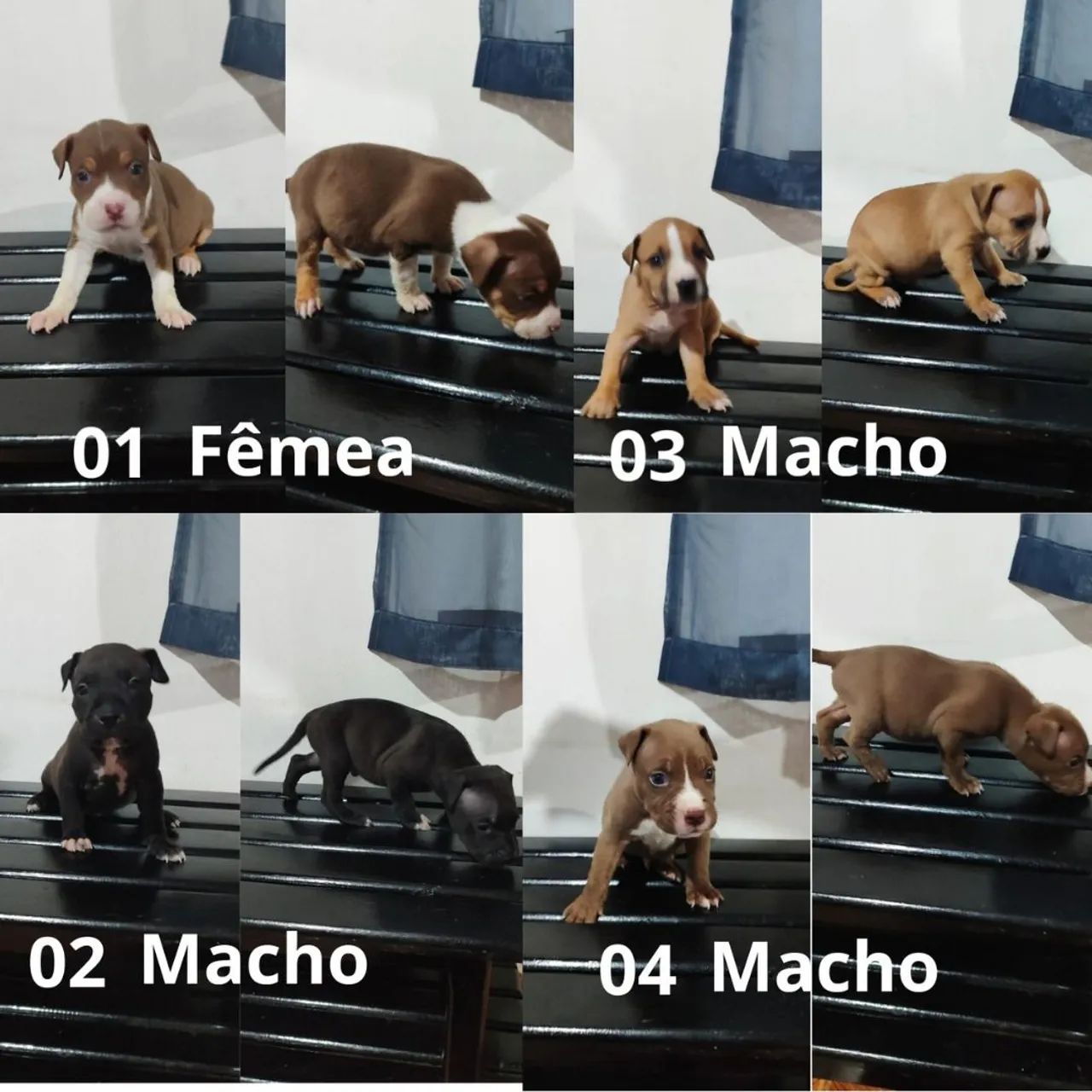 Filhote de Pitbull