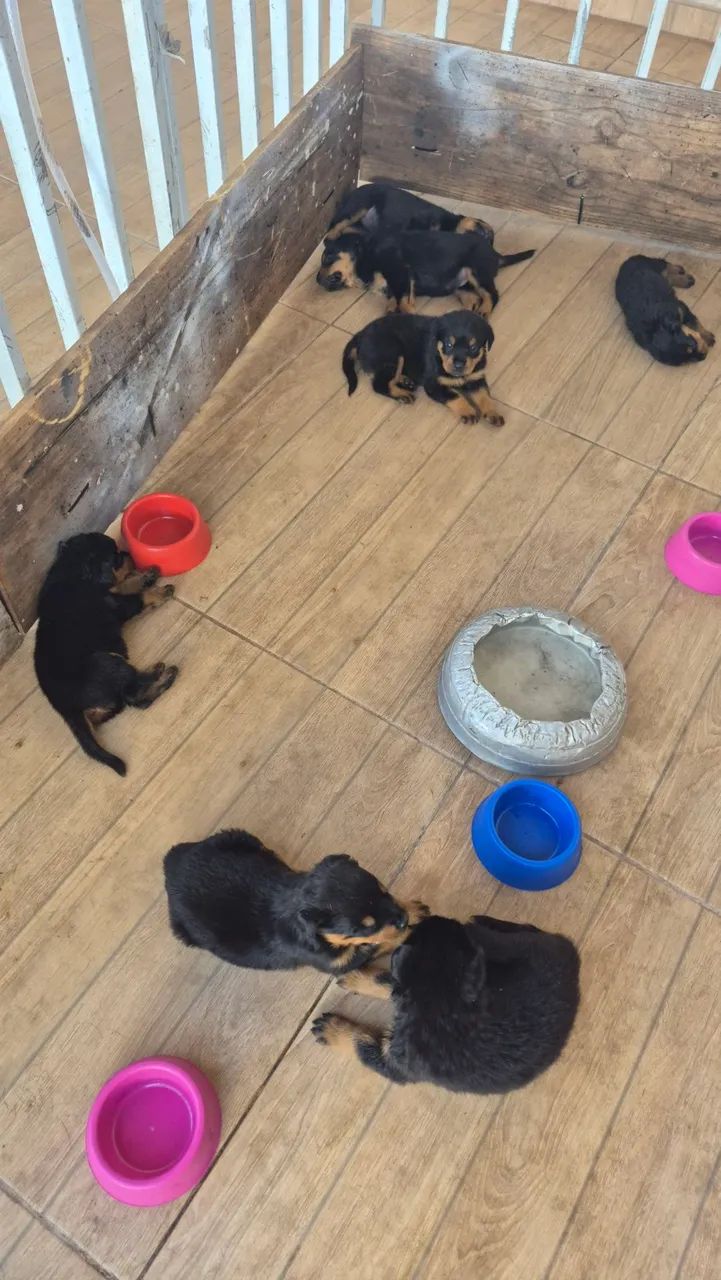 Rottweiler filhotes - Foto 4