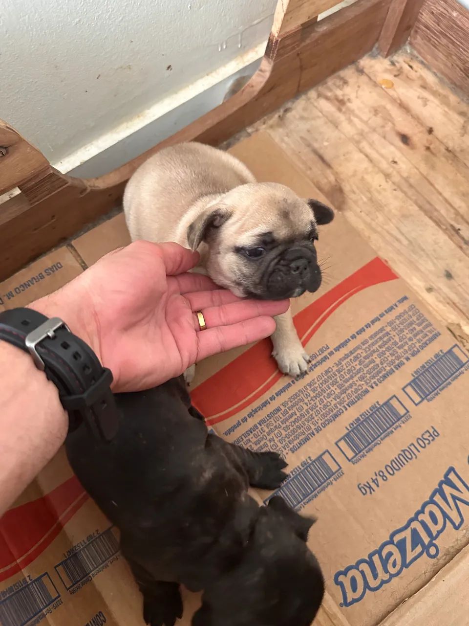 Bulldog francês 