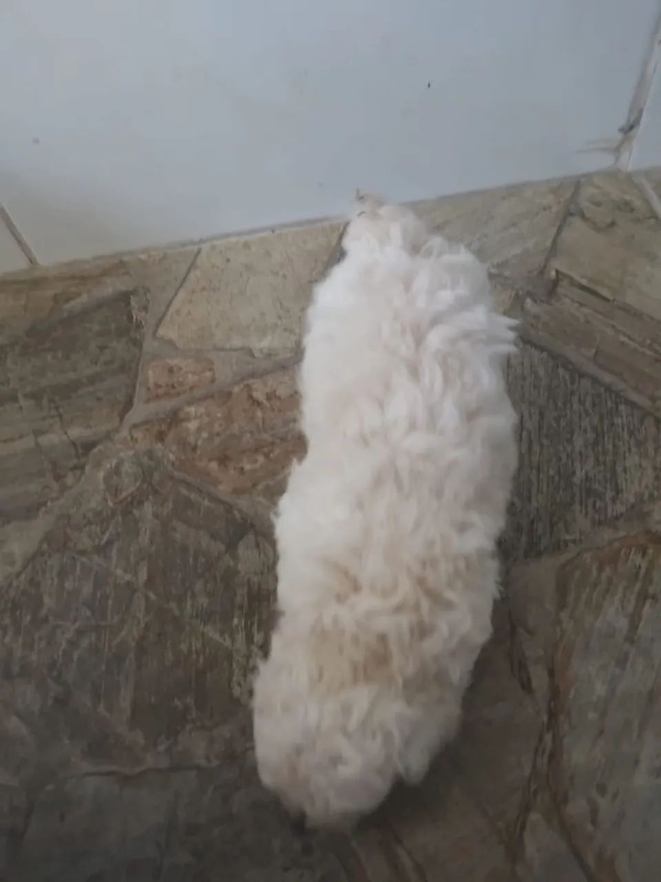 Cachorra Poodle  - Foto 4