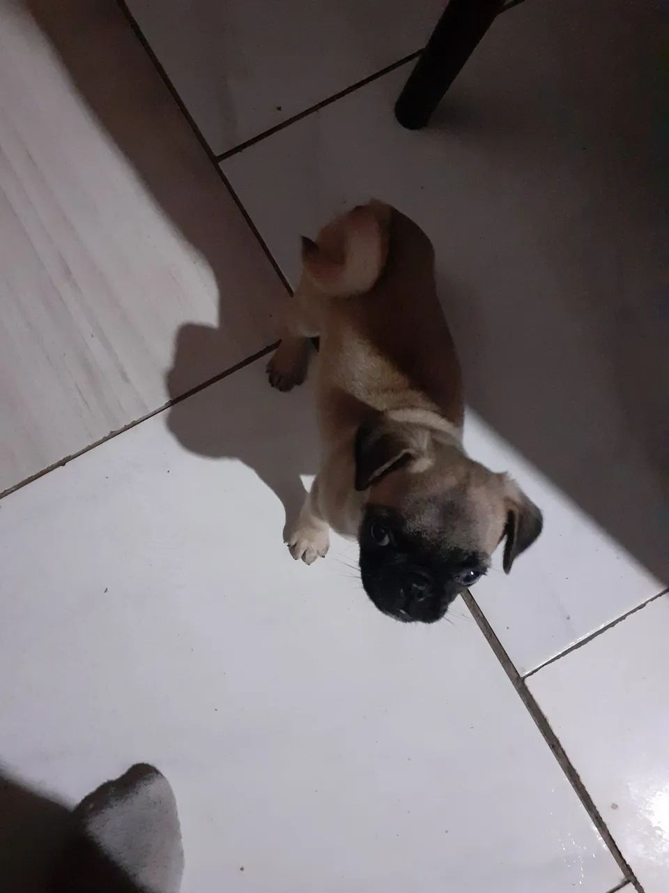 Vende-se  pug filhote  - Foto 2