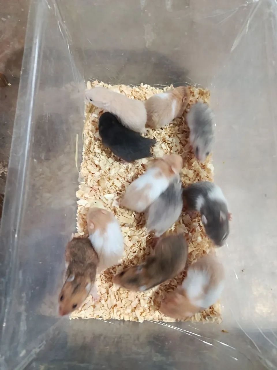 Hamster - Foto 3