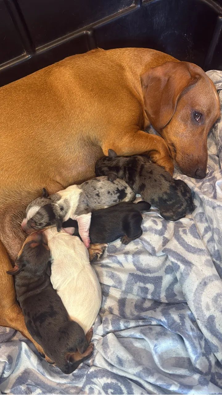 Filhotes de Salsichinha (Dachshund) 