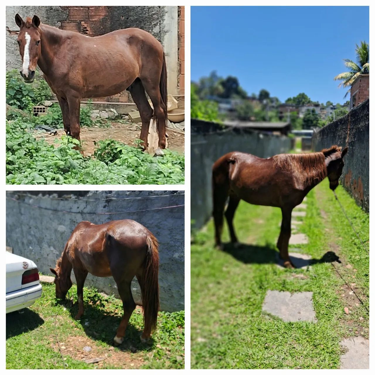 Cavalo alazan mestiço bom de tudo. 