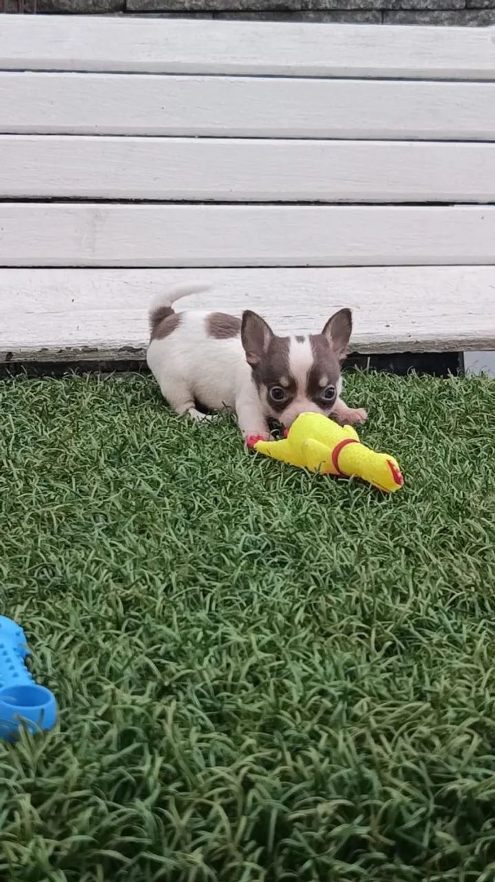 Chihuahua  - Foto 5