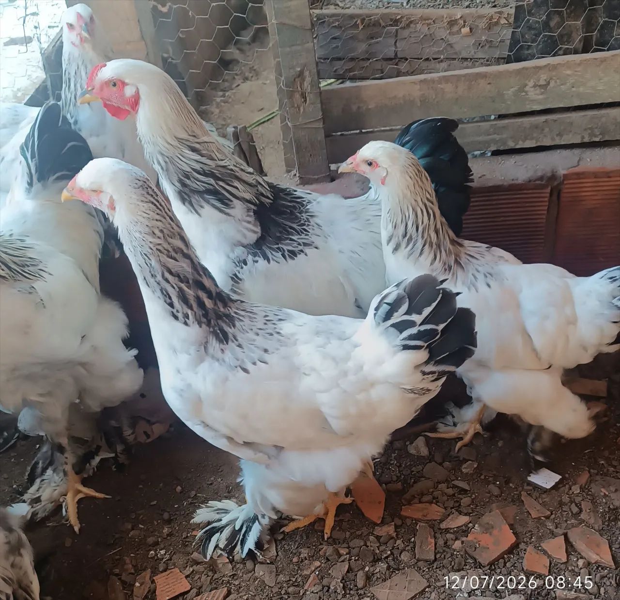 Frangos e frangas brahma