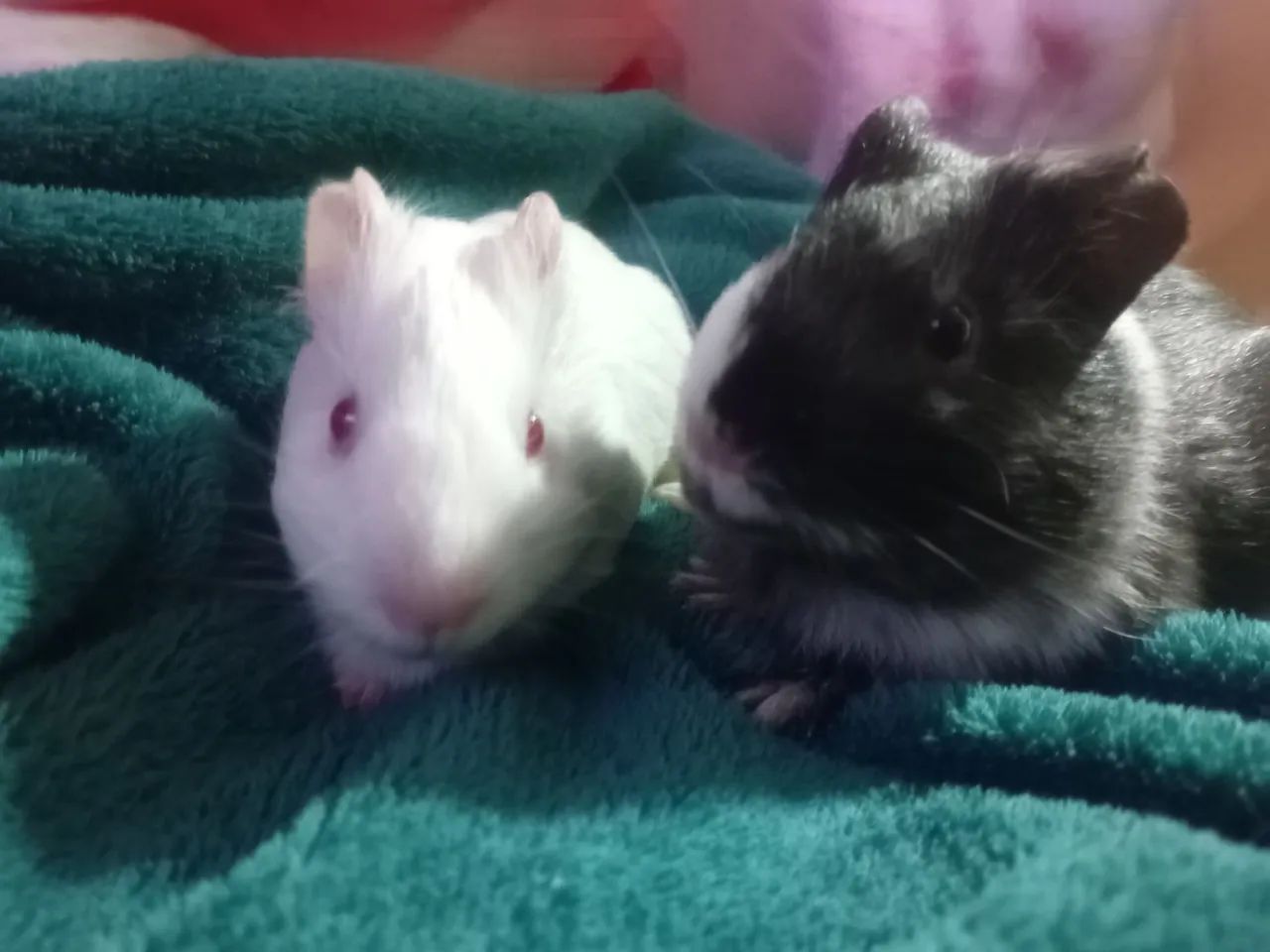 Doando duas porquinhas da índia 