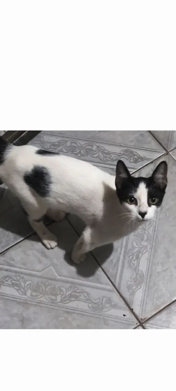 Adoção gatinha  - Foto 3