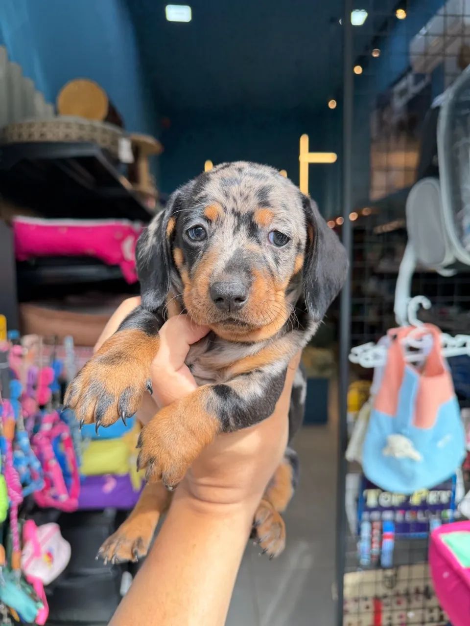 Dachshund arlequim macho 