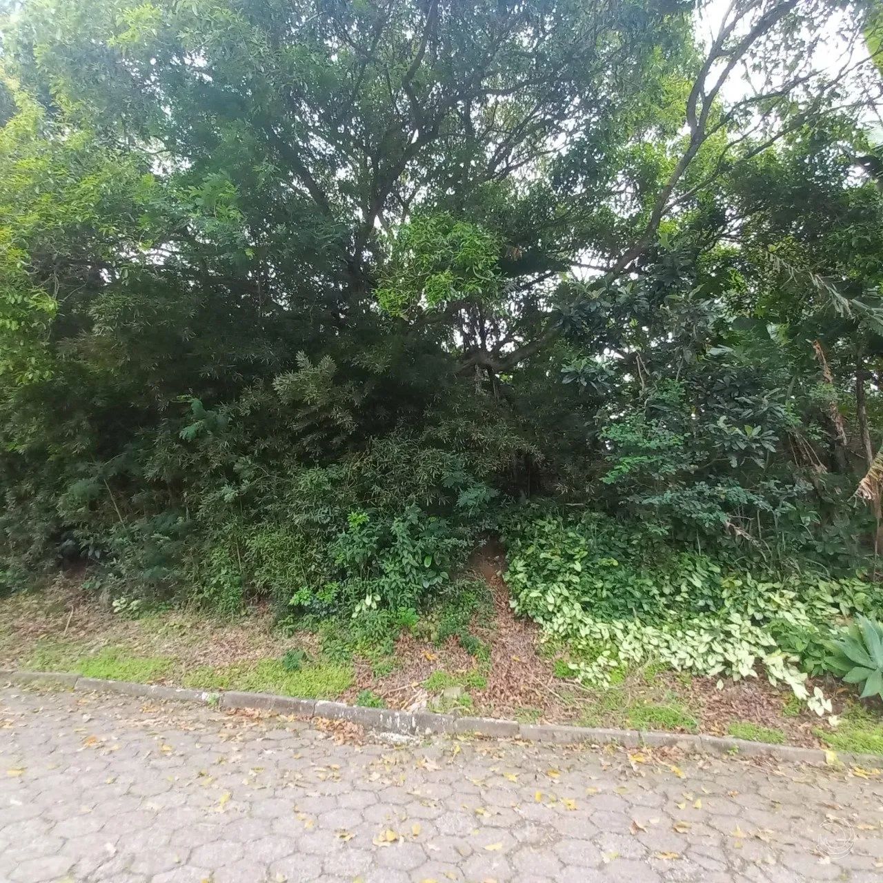 Terreno de 417m² na Trindade - Foto 2